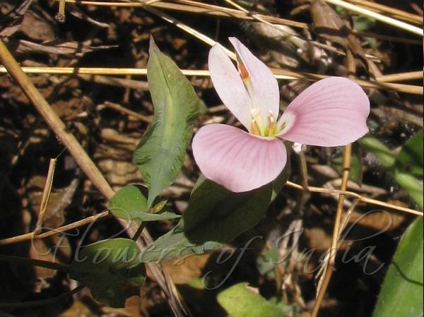 Pierced Leaf Canscora
